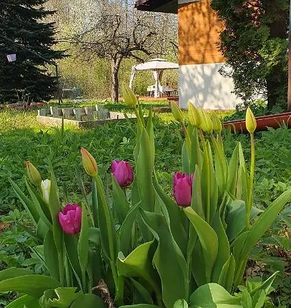 Wiolinkowo *