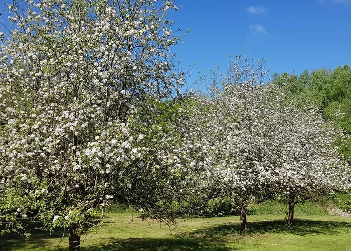 Wiolinkowo * Sarnaki